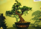 04 Expo Bonsai.jpg